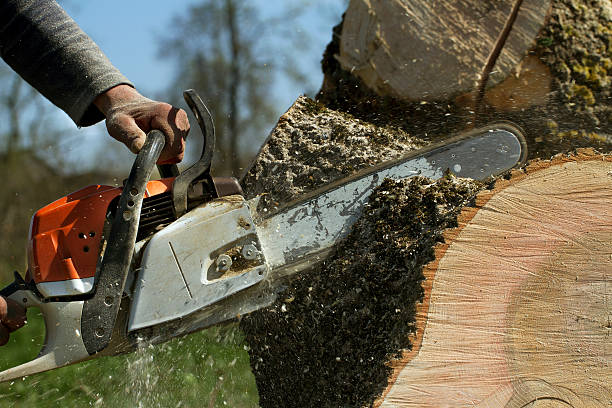 Best Tree Removal Near Me  in Gainesville, VA